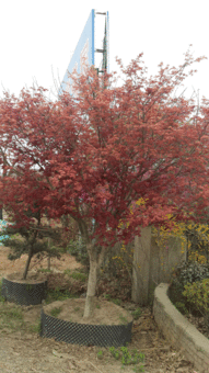 高度400厘米胸徑10厘米地徑12厘米冠幅300厘米日本紅楓價格 圖片 行情 報價 中國花木網(wǎng)
