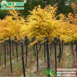 日本紅楓黃金楓和日本紅楓蝴蝶楓葉色表現(xiàn)好嗎 有圖片嗎