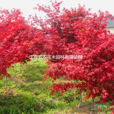 日本紅楓種植技術 日本紅楓品種大全 日本紅楓紅舞姬圖片