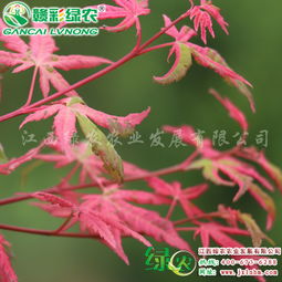 宜黃縣綠農農業發展 日本楓樹彩葉樹熱銷新品種日本紅楓 幻彩介紹