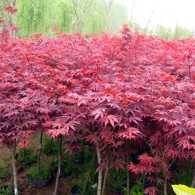 供應(yīng)紅楓樹，保鮮快遞紅楓苗，日本紅楓，國產(chǎn)紅楓，美國紅楓
