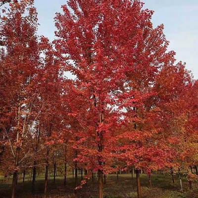 百姓銀杏苗木-11公分日本紅楓的價(jià)格-11公分日本紅楓
