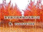 河南紅點(diǎn)紅楓:想買品種好的紅點(diǎn)紅楓上哪-泰安韻可園林綠化提供河南紅點(diǎn)紅楓:想買品種好的紅點(diǎn)紅楓上哪的相關(guān)介紹、產(chǎn)品、服務(wù)、圖片、價(jià)格美國紅點(diǎn)紅楓扦插苗、美國紅點(diǎn)紅楓扦插苗、金冠黃楊小苗、山東紅火箭紫薇樹苗、日本紅楓黃金楓價(jià)格、歐洲紅楓基地、