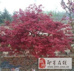低價(jià)轉(zhuǎn)讓自家桂花 耐冬 中國紅楓 日本紅楓 垂絲海棠 各種小