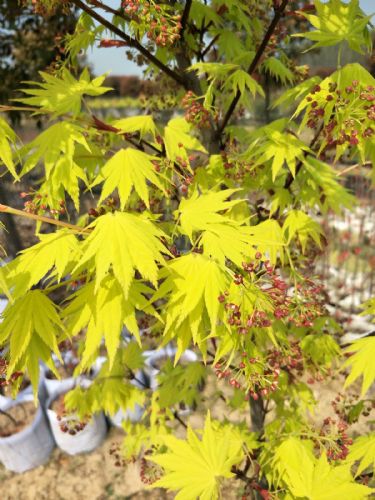 高檔庭院植物日本楓樹約旦生產(chǎn)基地