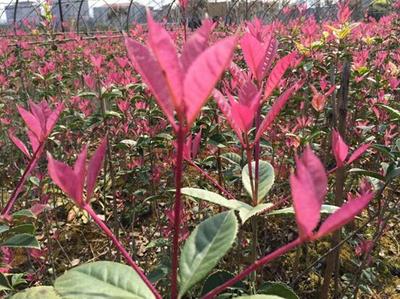 紅楓,美國紅楓,日本紅楓-五色彩桂:獲中國西部園林花木博覽會金獎-美國紅楓十月光輝|夕陽紅|紅冠|秋火焰|日本紅楓獅子頭、三河八房、紅三河批發(fā)【華石紅楓 tel:4006168511】-www.shmmw.com