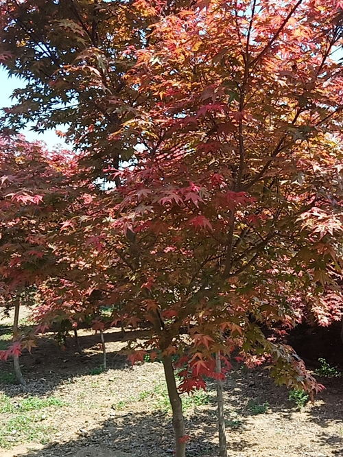 4公分日本紅楓價格 江蘇日本紅楓基地批發價格