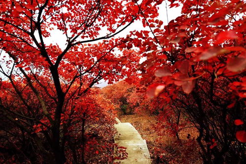 12月29 30日 1699元 人 五指山紅楓林海 三亞玳瑁美人島 ?？隍T樓民國街 博鰲玉帶灘 雙高四天