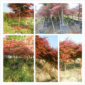 香樟 福建香樟 莆田市萬興園林基地農民專業合作社 18965562095