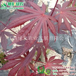 日本紅楓 全球花木網(wǎng)為您提供各地日本紅楓供應(yīng)商和價格信息
