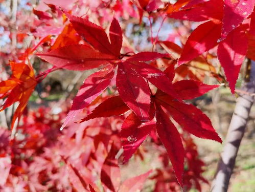 楓 景獨好 淀山湖畔5000多株紅楓陸續(xù)換上 紅裝