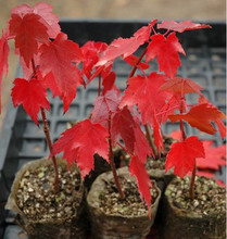 【美國紅楓樹種子】最新最全美國紅楓樹種子 產(chǎn)品參考信息