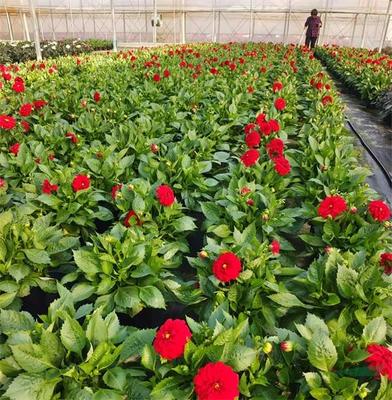 紅楓,美國紅楓,日本紅楓-多地疫情反彈 花卉深陷價量雙跌困境-美國紅楓十月光輝|夕陽紅|紅冠|秋火焰|日本紅楓獅子頭、三河八房、紅三河批發(fā)【華石紅楓 tel:4006168511】-www.shmmw.com