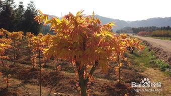 日本紅楓盆栽養(yǎng)護秘決,要注意哪些問題