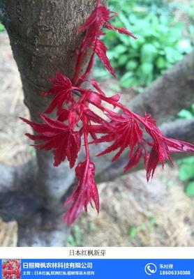 日本紅楓三季紅|舜楓農林|日本紅楓三季紅大樹