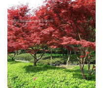 美國四季紅楓樹優(yōu)質商家置頂推薦產品