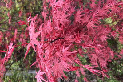 日本紅楓和美國紅楓哪個好,區(qū)別有幾點(diǎn)