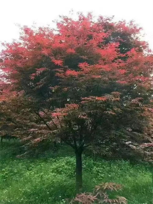 中日美紅楓爭奪戰(zhàn), 紅楓之鄉(xiāng) 為什么還堅(jiān)守 中國