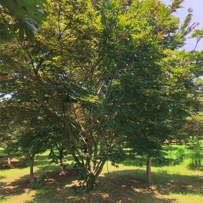 日本紅楓中國紅楓雞爪槭紅楓三季紅觀葉工程樹 根系發達 好養易活