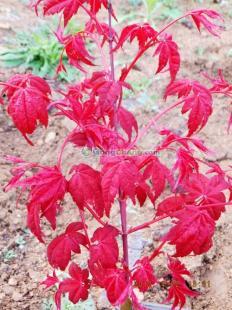 供應桓臺日本紅楓,莒南日本紅楓,日本紅楓_傳媒.廣電_世界工廠網中國產品信息庫