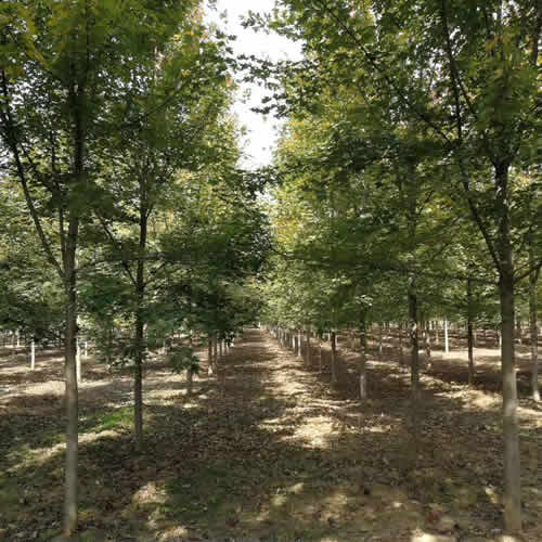 日本紅楓價格 紅楓價格 德正苗木高清圖片 高清大圖