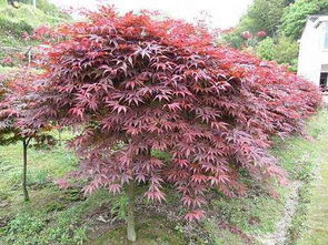 未來1 2年潛力巨大的幾個小本創(chuàng)業(yè)項目