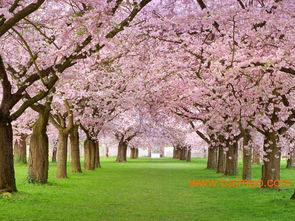 日本進口櫻花 日本進口櫻花供應(yīng)商 日本進口櫻花批發(fā),日本進口櫻花 日本進口櫻花供應(yīng)商 日本進口櫻花批發(fā)生產(chǎn)廠家,日本進口櫻花 日本進口櫻花供應(yīng)商 日本進口櫻花批發(fā)價格