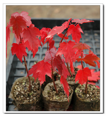 【當(dāng)年新采紅楓種子,日本紅楓種子,雞爪槭種子,美國紅楓種子】價格,廠家,圖片,花卉種子種苗,沭陽縣卓天花卉園藝場-