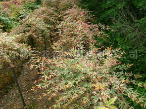 蝴蝶楓,葉片似蝴蝶狀,色彩斑斕,美哭了 