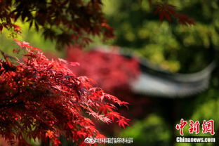 春光明媚也能看紅葉 這個地方的春紅楓正當(dāng)賞看時