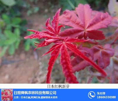 日本紅楓專賣、舜楓農林 在線咨詢 、日本紅楓