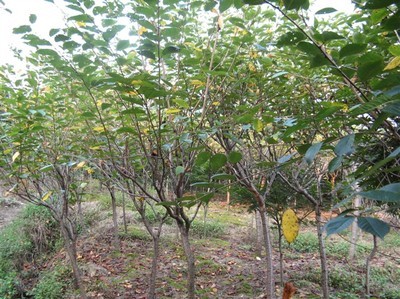 浙江櫻花-日本櫻花 -浙江紅楓|浙江櫻花|浙江海棠 產品展示(浙江櫻花、浙江紅楓、浙江海棠)-金泉網