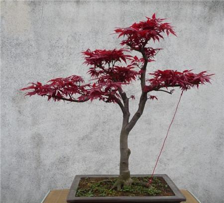 日本紅楓紅舞姬可以在北方地區(qū)栽種嗎