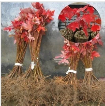 【紅舞妓】最新最全紅舞妓 產(chǎn)品參考信息