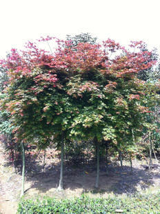 喬木-大量供應5cm日本紅楓 全冠紅楓-喬木盡在阿里巴巴-瀏陽市柏加鎮雨尋苗圃