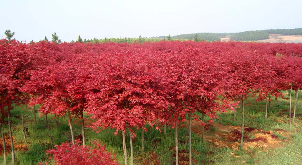 日本紅楓--主要品種(橙之夢、三季紅、紅舞姬)