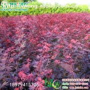 【日本紅楓三季紅】紅楓,價(jià)格,廠家,圖片,供應(yīng)商,花木,宜黃縣綠農(nóng)農(nóng)業(yè)發(fā)展 - 產(chǎn)品庫(kù) - 阿土伯交易網(wǎng)