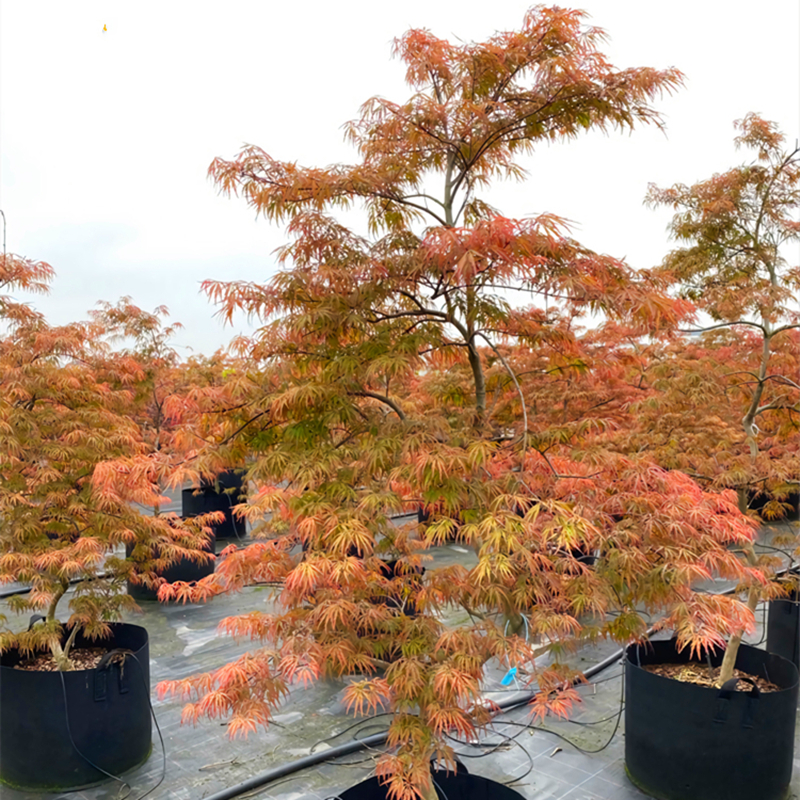 紅羽毛楓樹(shù)苗垂枝羽毛楓盆景日本紅楓別墅綠化風(fēng)景樹(shù)庭院耐寒苗木