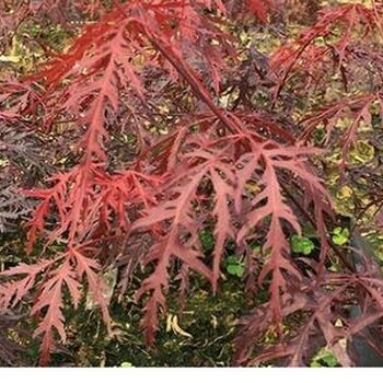 園林綠花苗木庭院植物日本紅楓石榴紅羽毛楓樹(shù)苗稻葉紅羽毛楓