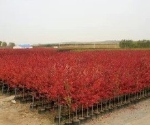 【日本紅楓樹】_綠植園藝價格_最新最全綠植園藝返利優(yōu)惠_一淘網