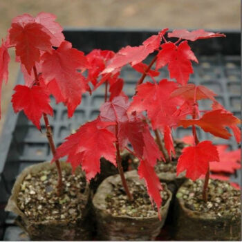 一名花匠 日本紅楓三季紅 嫁接紅楓 美國紅楓小苗盆景楓樹樹苗盆栽 美國紅楓80厘米左右高【圖片 價格 品牌 報價】-京東