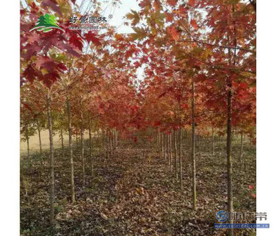 【好景園林批發(fā)彩色樹種美國紅楓花木基地直銷美國紅楓小苗日本紅楓苗】沭陽縣好景園林綠化苗木場 - 產品庫
