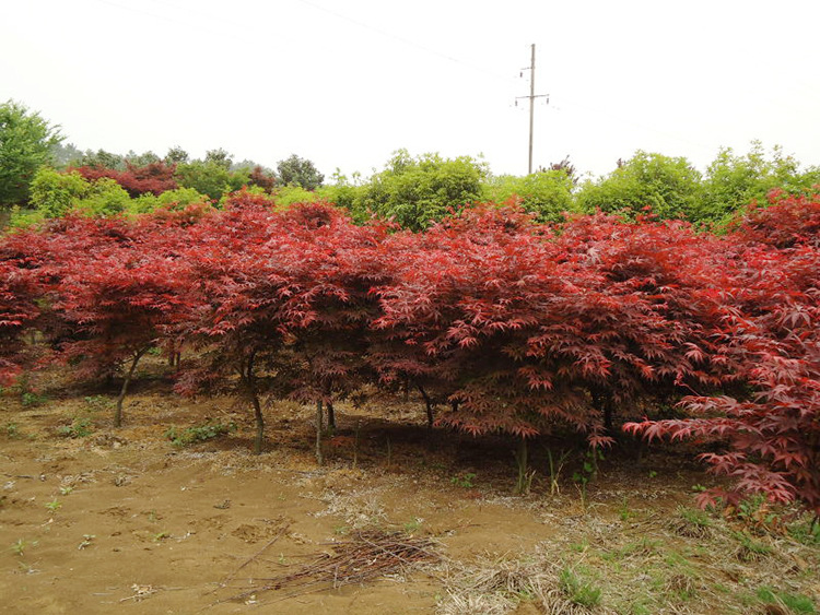 紅楓樹(shù)苗日本紅楓 中國(guó)紅楓 美國(guó)紅楓 風(fēng)景樹(shù) 三季紅紅楓