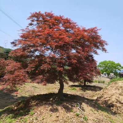 日本紅楓羽毛楓批發(fā) 景觀(guān)樹(shù)特色羽毛楓苗木種植基地高4m