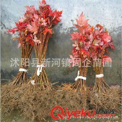 批發正宗嫁接日本紅楓苗 日本紅楓樹苗 日本紅楓三季紅小苗盆景-沭陽縣新河鎮周企苗圃提供批發正宗嫁接日本紅楓苗 日本紅楓樹苗 日本紅楓三季紅小苗盆景的相關介紹、產品、服務、圖片、價格沭陽縣新河鎮周企苗圃、灌木;綠化苗;種子;盆景;果樹苗