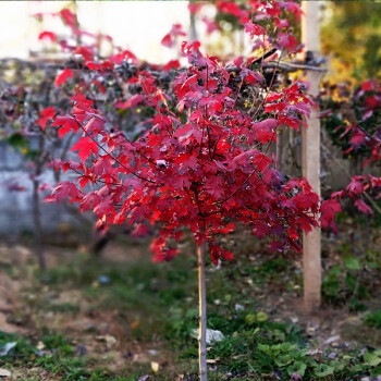 紅楓之美：從日本紅楓到庭院造景的藝術(shù)