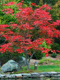 日本紅楓：?jiǎn)棠九c灌木形態(tài)之美