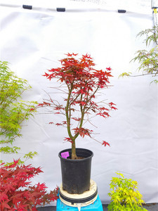 日本紅楓出猩猩 獨(dú)特品種的魅力與養(yǎng)護(hù)指南