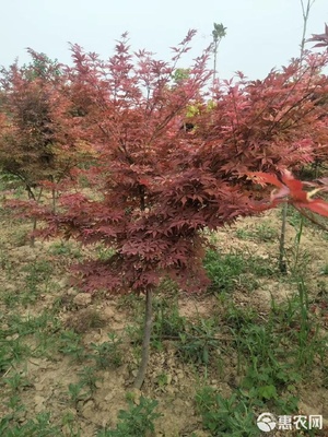 精巧雅致的3.4公分日本紅楓