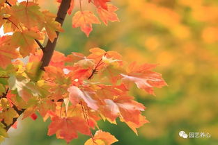 深淺楓如被酒紅 日本紅楓及其在園藝療法中的運用